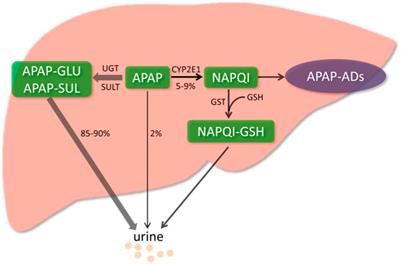 Corrigendum: Advances in the study of acetaminophen-induced liver injury